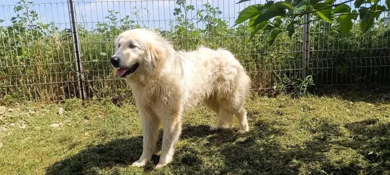 Yuki