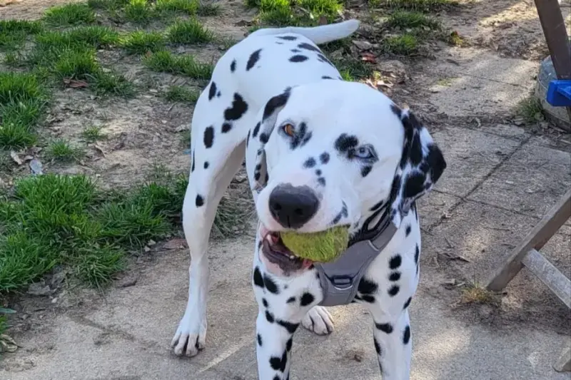Pongo