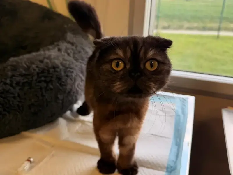Dina