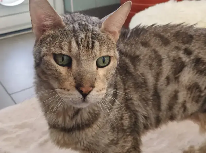 Titi