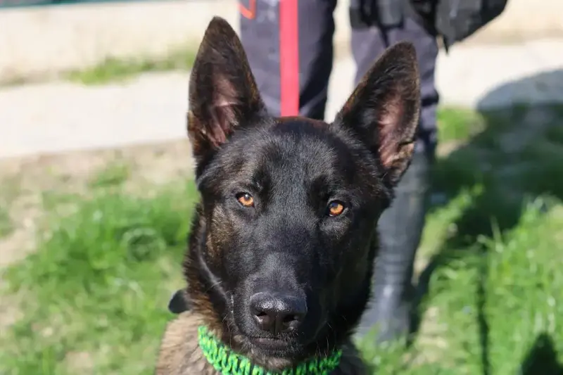 Zorro